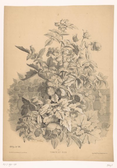 红番茄
西红柿和玫瑰（物体上的标题）
开花的植物（系列名称）
Guide industrialriel d