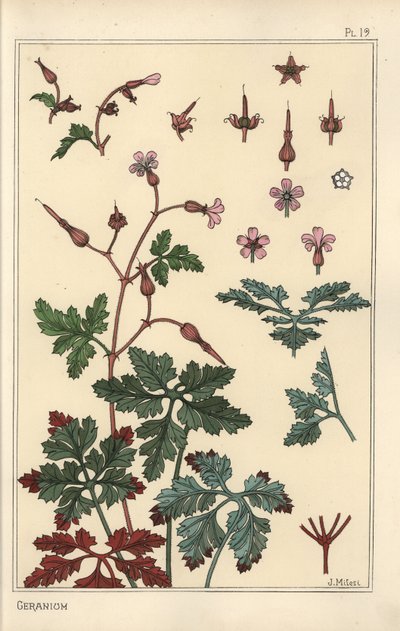 天竺葵花、花瓣、叶子的植物插图 作者 尤金·格拉塞