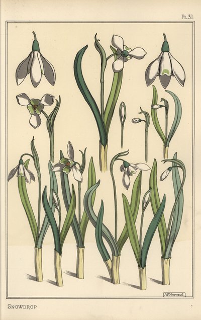 Botanical illustration of a snowdrop, Galanthus nivalis 作者 尤金·格拉塞