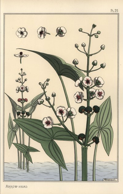 箭头的植物插图，矢车菊 作者 尤金·格拉塞
