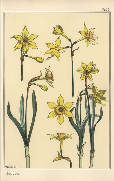 jonquil，水仙 jonquilla 的植物插图，显示花的部分 作者 尤金·格拉塞