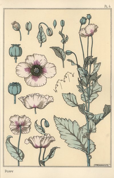 罂粟的植物插图，带花部分，鸦片荚 作者 尤金·格拉塞