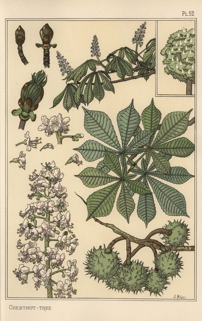 板栗树植物学研究 作者 尤金·格拉塞