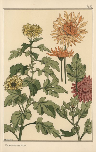 菊花植物学研究 作者 尤金·格拉塞