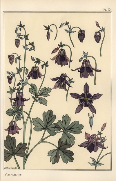 Columbine, Aquilegia vulgaris, 花零件 作者 尤金·格拉塞