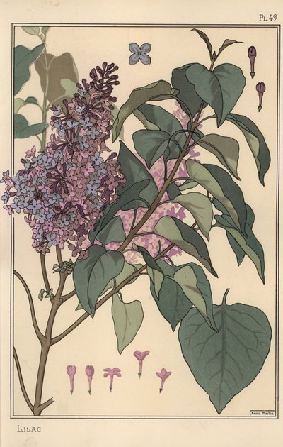 Lilac botanical study. 作者 尤金·格拉塞