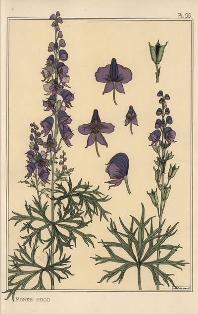 Monks hood botanical study 作者 尤金·格拉塞