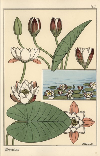 The water lily, Nelumbo lutea, and flower parts 作者 尤金·格拉塞
