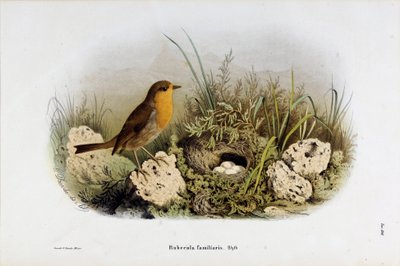 红峡谷（Rubecula familiaris）的代表作（彩色石版画 作者 欧金尼奥和德雷斯勒奥斯卡贝托尼