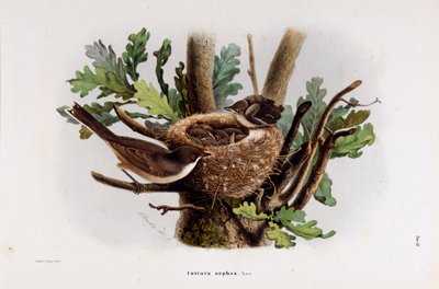 法尔维特-库鲁卡-奥菲亚的代表作（铬光刻法 作者 欧金尼奥和德雷斯勒奥斯卡贝托尼