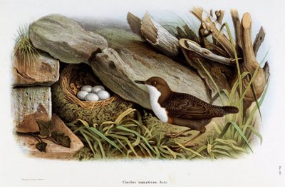 潜水鸟Cinclus aquaticus（Cinclus aquaticus）的代表作（彩色石版画 作者 欧金尼奥和德雷斯勒奥斯卡贝托尼