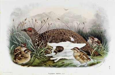 鹧鸪(Partridge or Lagopus mutus)的代表(色版印刷) 作者 欧金尼奥和德雷斯勒奥斯卡贝托尼