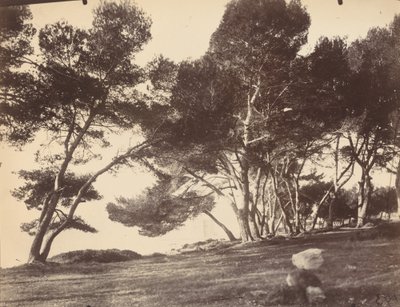 戛纳, 圣奥诺拉岛 作者 Eugène Atget