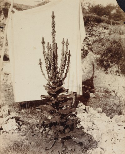 布鲁姆（Malllein in Bloom），c。 1897-1899。 作者 欧仁·阿格特
