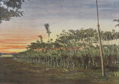 Vanillerie Sous Les Acacias 作者 欧洲摄影师