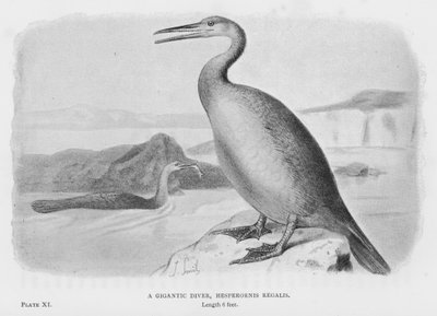 巨大的潜水员，Hesperornis Regalis（平版）。 作者 欧洲学校