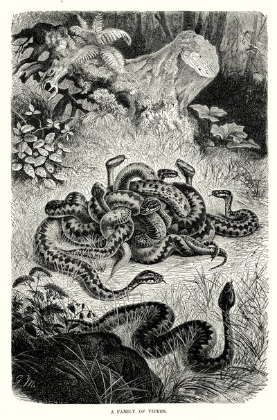 蝰蛇家族（雕刻） 作者 欧洲学校