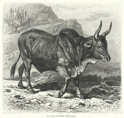 A sanga-ox, Bos africanus (engraving) 作者 欧洲学校