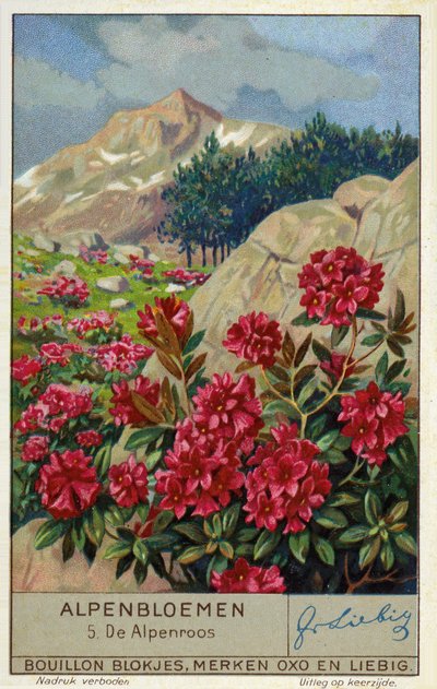 铁线莲（Rhododendron ferrugineum）（chromolitho） 作者 欧洲学校