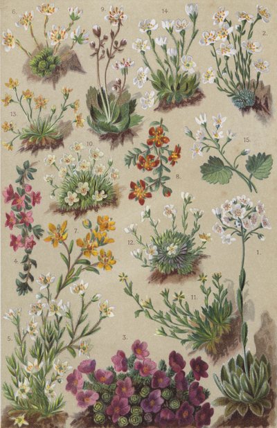 高山植物群（chromolitho） 作者 欧洲学校