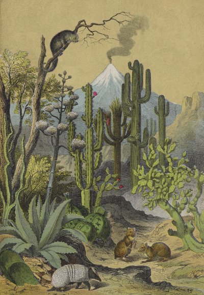 墨西哥的动物和植物（彩色平版画） 作者 欧洲学校