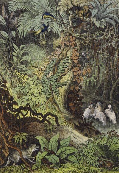 Animals of Brazil (colour litho) 作者 欧洲学校