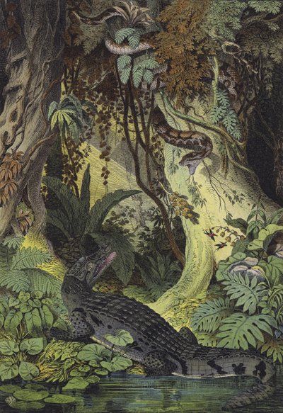 Animals of the Amazon jungles of Brazil (colour litho) 作者 欧洲学校