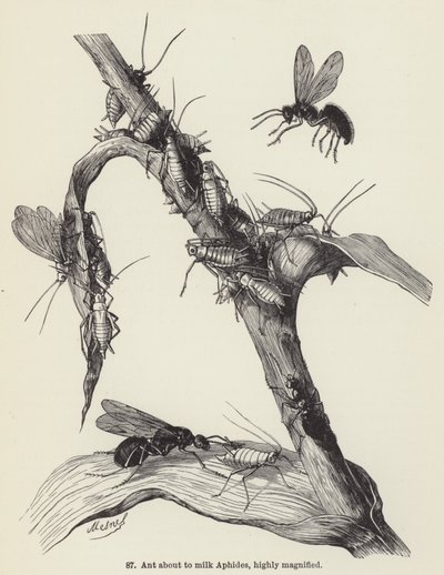 Ant about to milk Aphides, highly magnified (engraving) 作者 欧洲学校