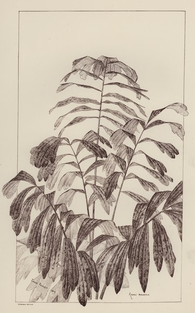 Arenga Saccaritlia（平版） 作者 欧洲学校