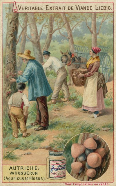 奥地利：mousseron（Agaricus torilosus） 作者 欧洲学校