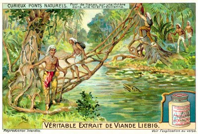Bridge formed by lianas over a river in the Brazilian rainforest (chromolitho) 作者 欧洲学校