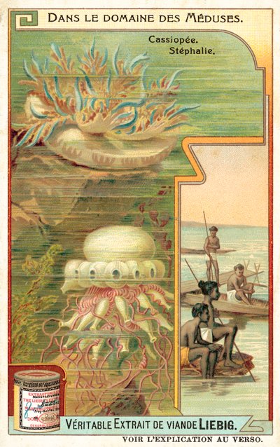 仙后座和千金藤（chromolitho） 作者 欧洲学校