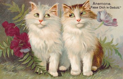 猫明信片（彩色平版） 作者 欧洲学校