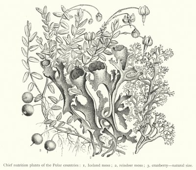 极地国家的主要营养植物（雕刻）。 作者 欧洲学校