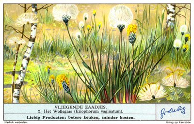 红棉草（Eriophorum vaginatum）（chromolitho） 作者 欧洲学校