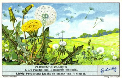 蒲公英（Taraxacum officinale）（chromolitho） 作者 欧洲学校