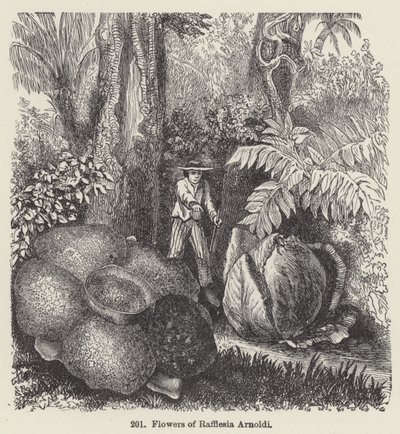 Flowers of Rafflesia Arnoldi (engraving) 作者 欧洲学校