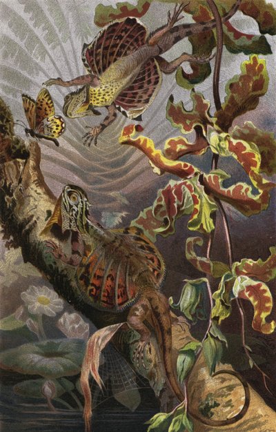 Flugdrache 作者 欧洲学校