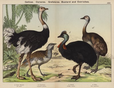 Gallinae、Cursores、Grallatores、Bustard 和 Ostriches（彩色石版画） 作者 欧洲学校