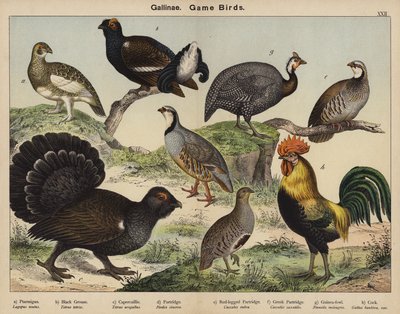 Gallinae，猎鸟 作者 欧洲学校