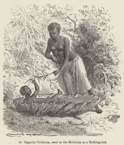 Gigantic Tridacna, used in the Moluccas as a Bathing-tub (engraving) 作者 欧洲学校