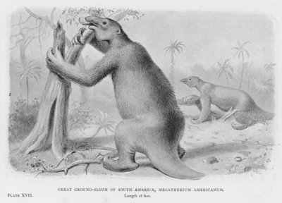 南美洲大地懒，Megatherium Americanum (litho) 作者 欧洲学校