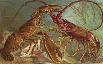 龙虾和龙虾 作者 欧洲学校