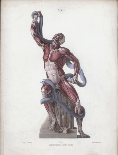 人体外在形态解剖图：拉奥孔（彩色石版画） 作者 European School