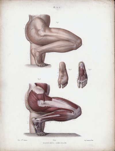 人体外型解剖图：男性腿和脚（彩色石版画） 作者 欧洲学校