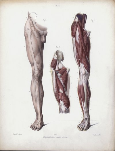 人的外部形态解剖学》的插图。男腿，前视图（彩色平版画 作者 欧洲学校