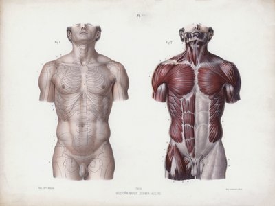 人的外部形态解剖学》的插图。男性躯干，正视图（彩色平版画 作者 欧洲学校