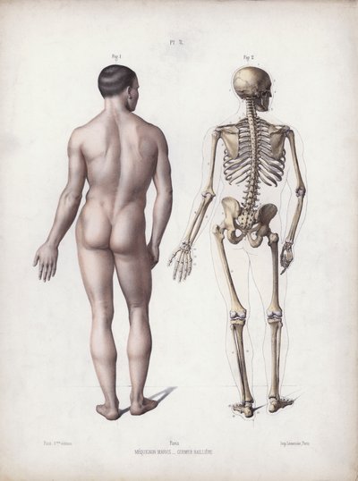 人体外在形态解剖图：人站立，后视图（彩色石版画） 作者 欧洲学校