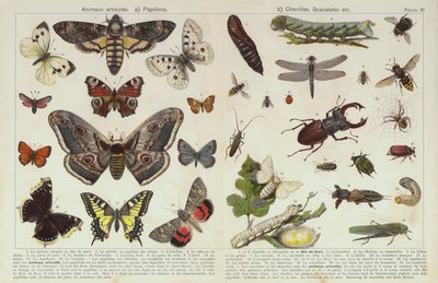Insects and other invertebrates (chromolitho) 作者 欧洲学校