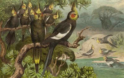 Keilschwanz-Kakadu，Corella 作者 欧洲学校